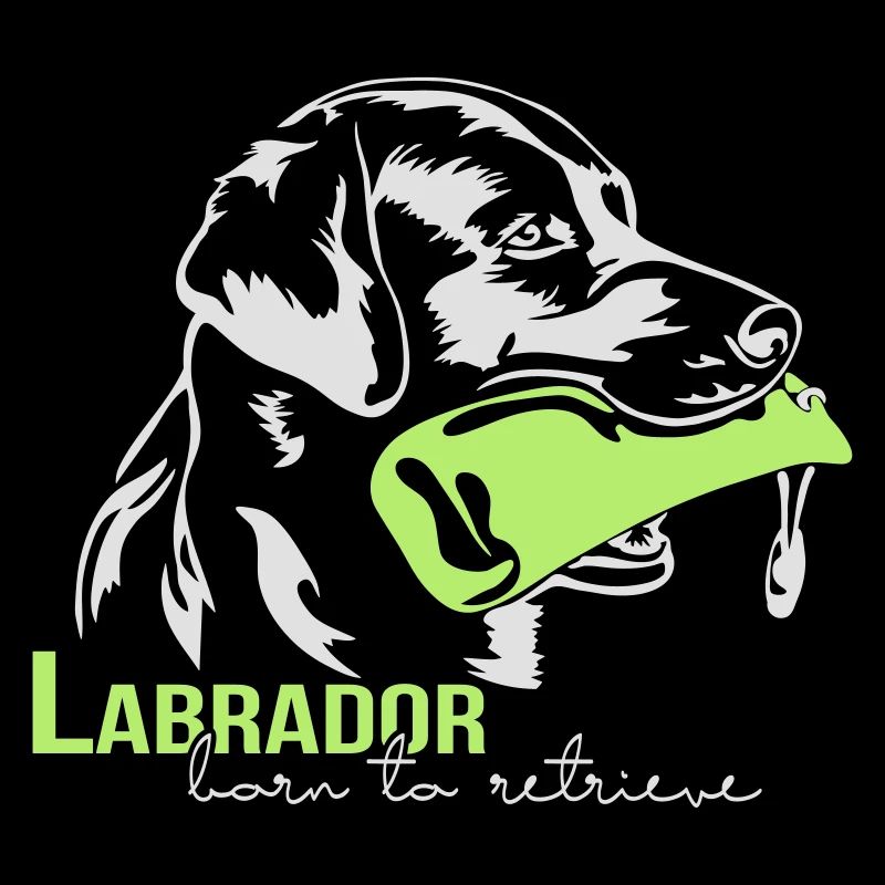 Labrador né pour récupérer