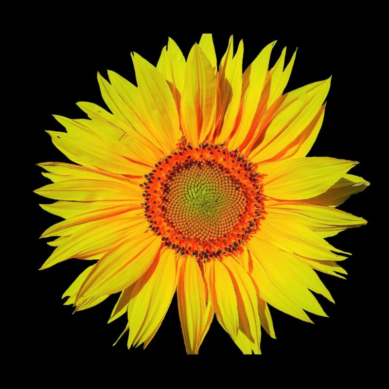 Sunflower | Sun joy Laughing nature