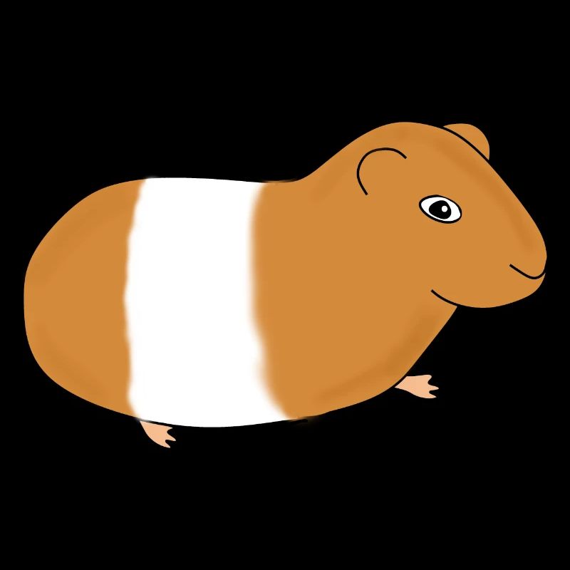 Guinea pig