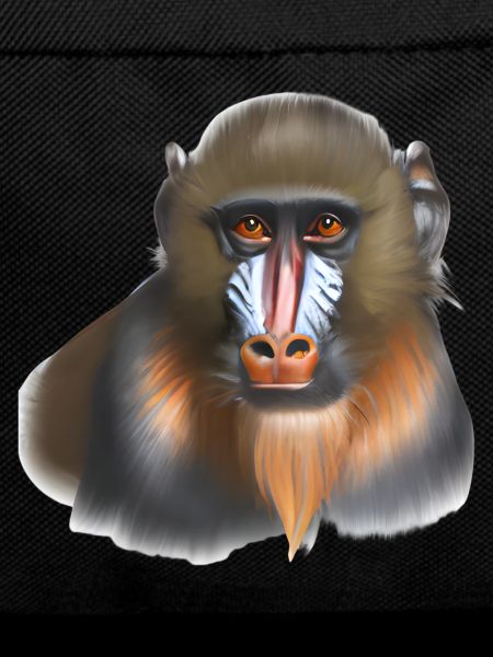 Mandrill Monkey
