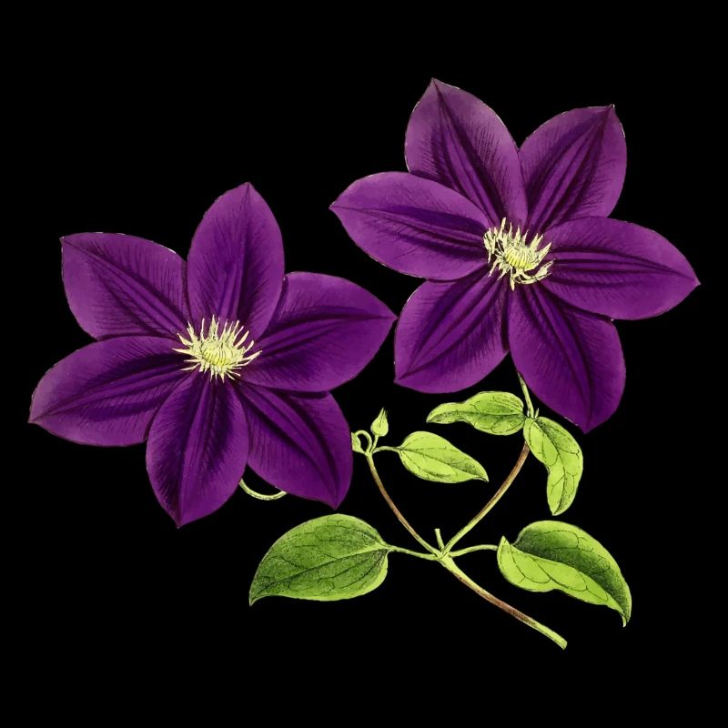 fleurs violettes