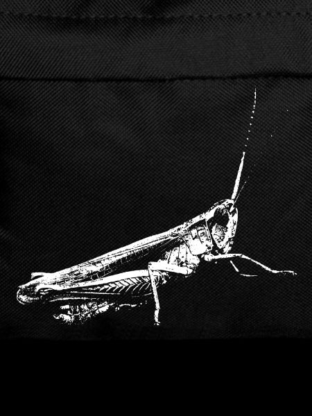 Grasshopper white / Grasshopper white / insects