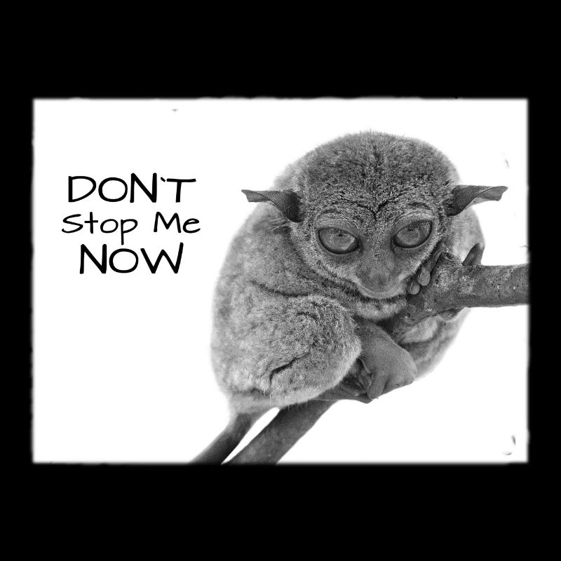 dont stop me now, Koboldmaki, Affe, lustiger Affe