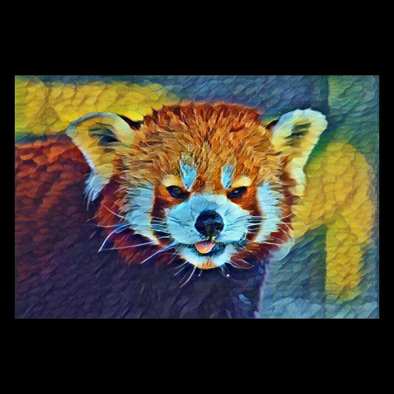 Red Panda Stare In Slumber
