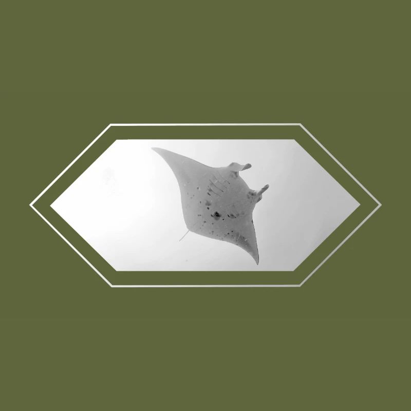 Manta