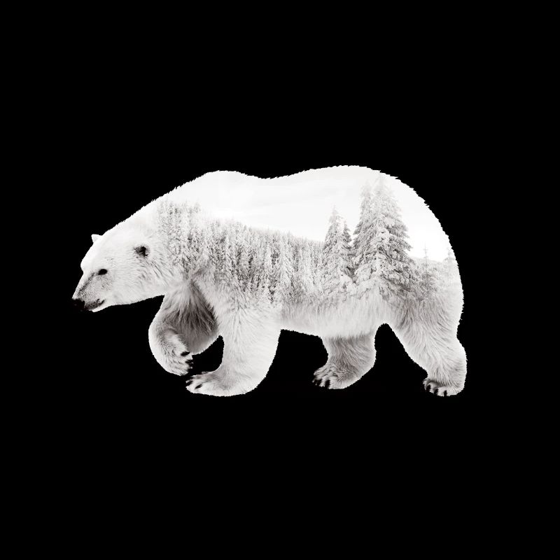 Arktischer Bär