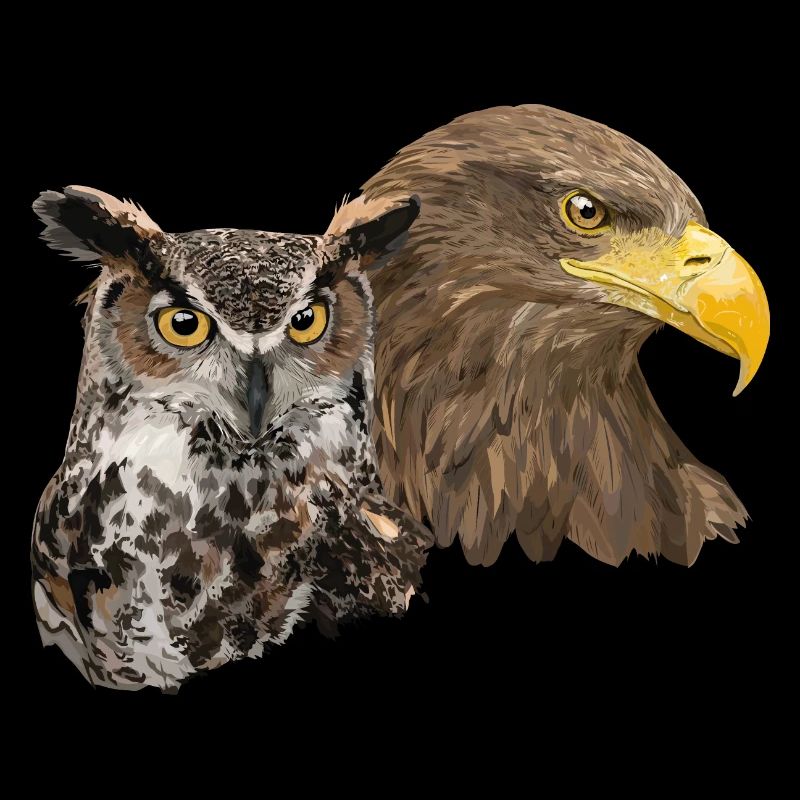 Pigargo and Owl