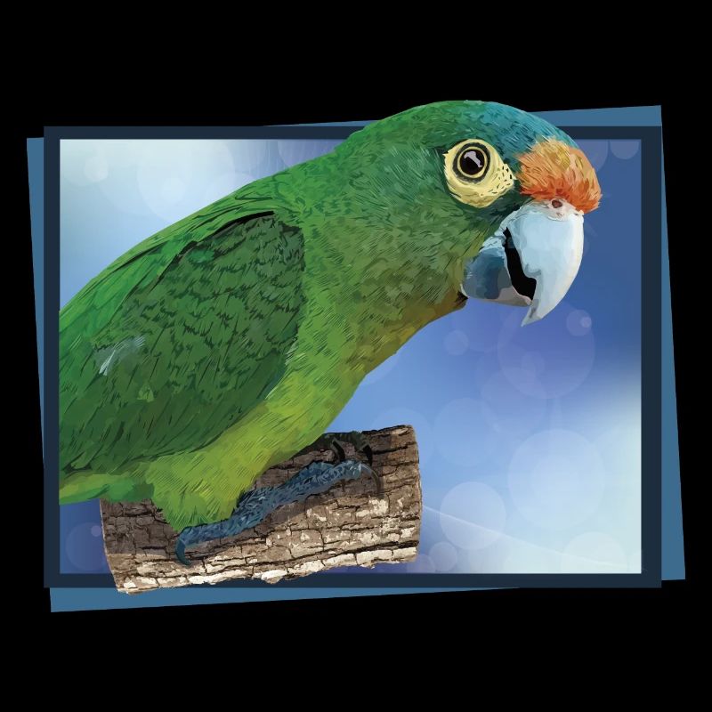 Orange-fronted parakeet