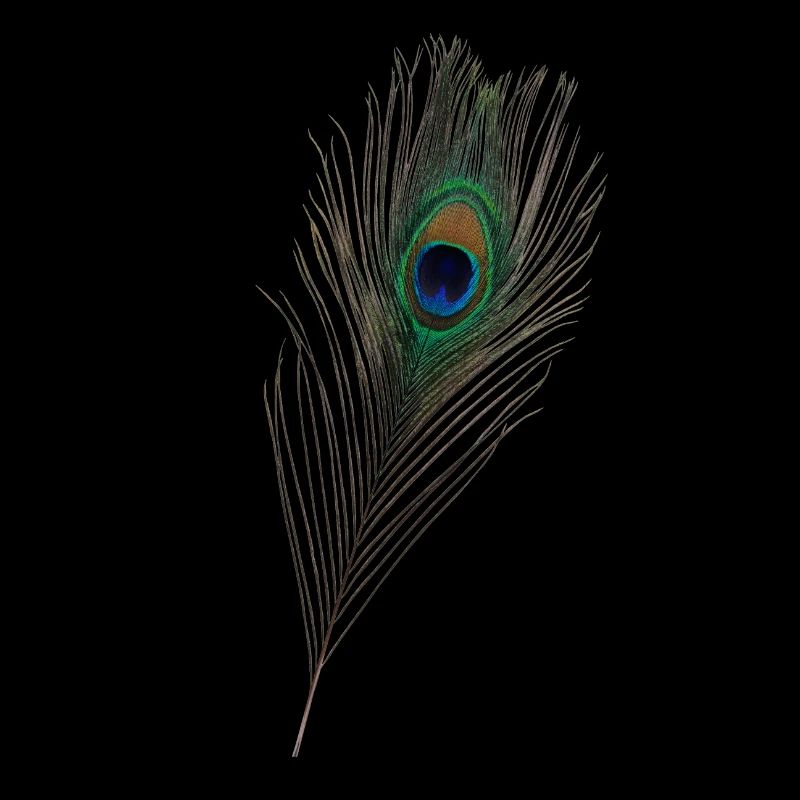 Peacock feather, peacock,bird