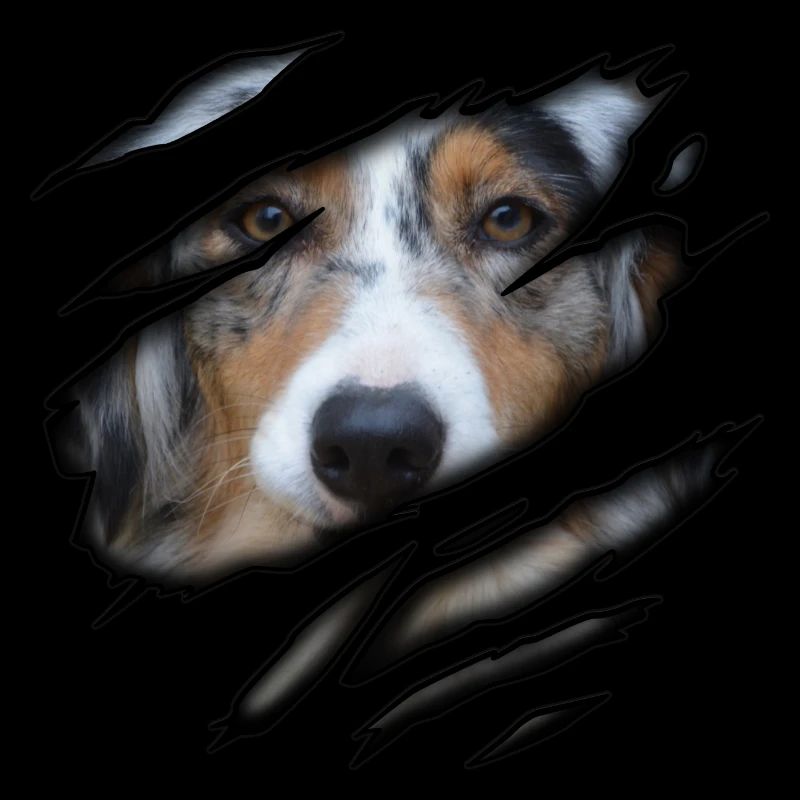 Australian Shepherd in mir