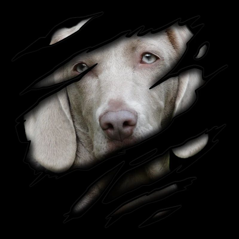 Weimaraner in mir