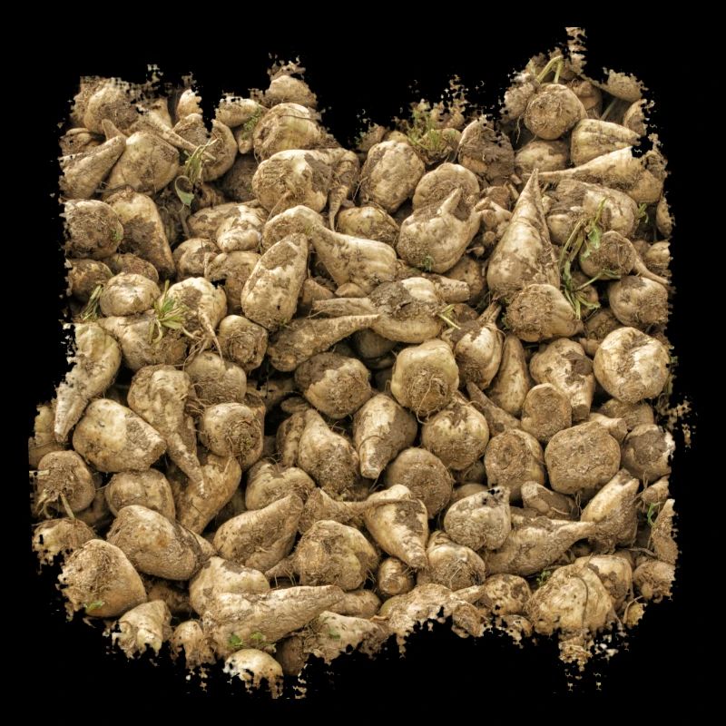 Sugar beet is a crop