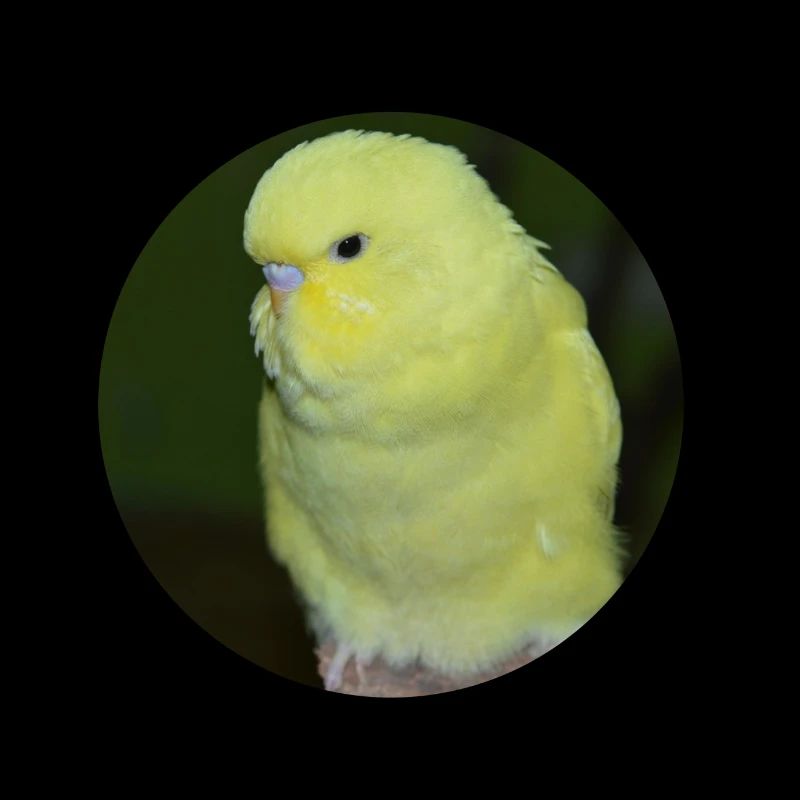 Perruche perruche jaune