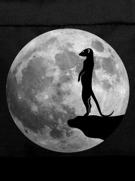meerkat surikat moon