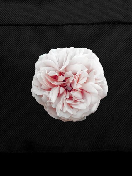 Flower 01 - Peony