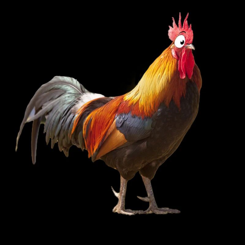 Winner Winner Chicken Dinner
