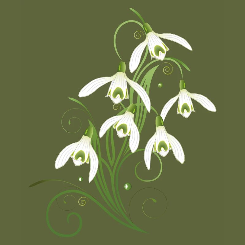 Snowdrops Flowers. Spring is coming.