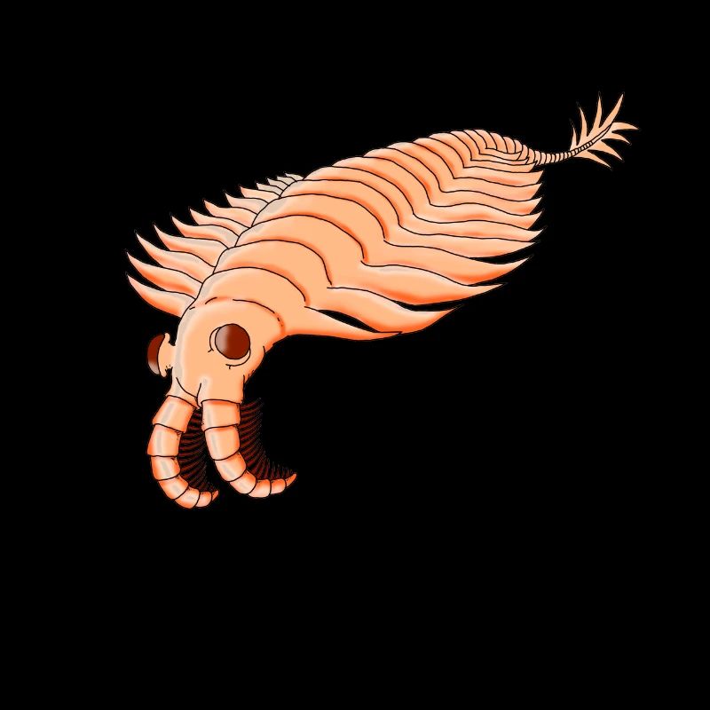ANOMALOCARIS