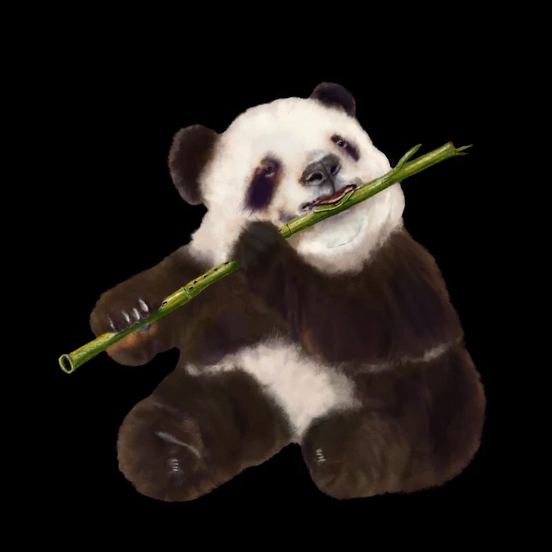 Paddy Panda