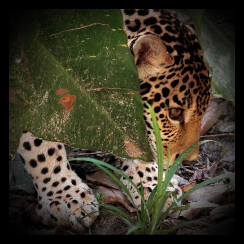 Jaguar 2