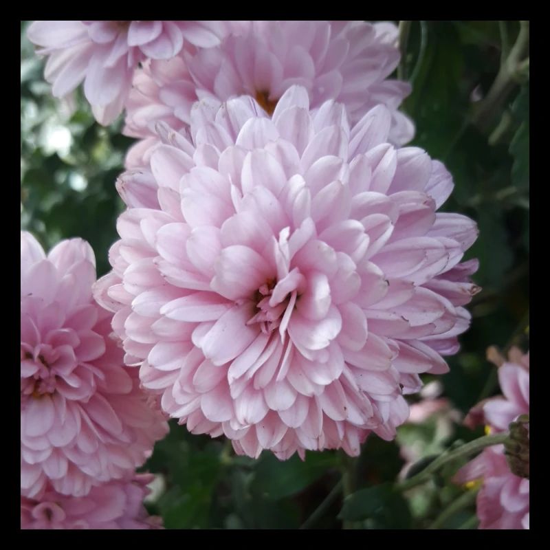 Pinkzen