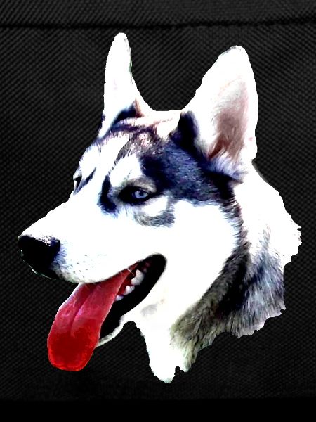 Husky head with red tongue