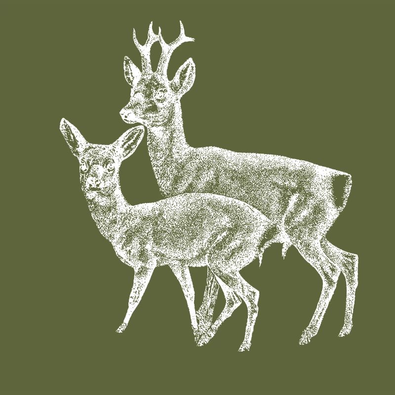 Roe deer