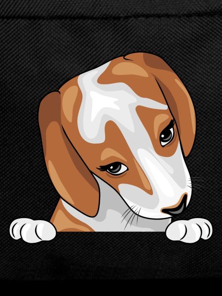 Peeking shy Beagle puppy