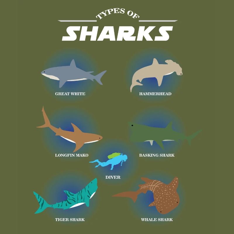 Espèces de requins types de requins, requins marteaux, plongeurs