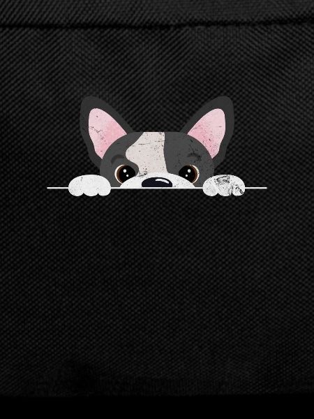 Boston Terrier