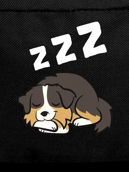 Australian Shepherd Aussie Dog Sleeping