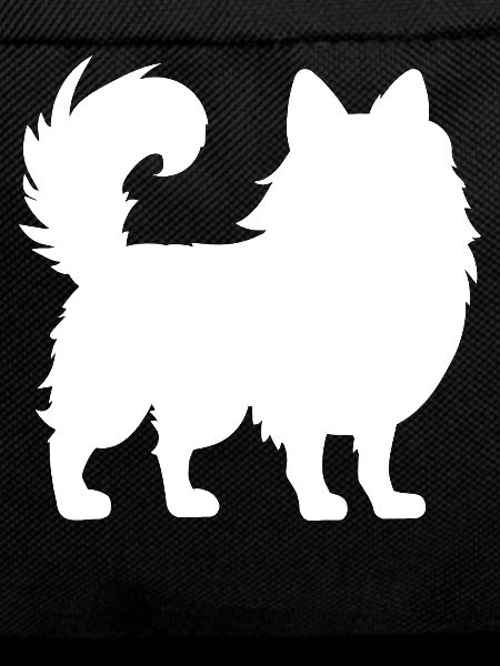 Pomeranian Zwergspitz