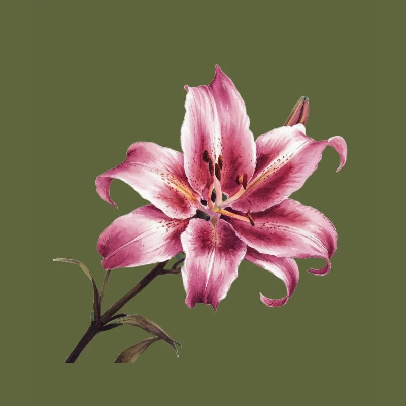 Stargazer Lily