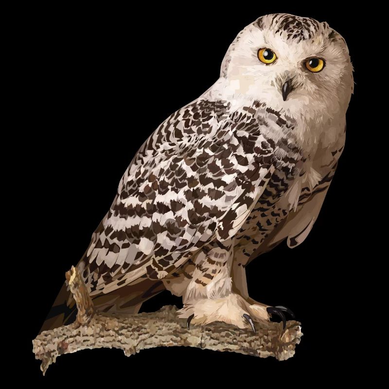 Snowy owl