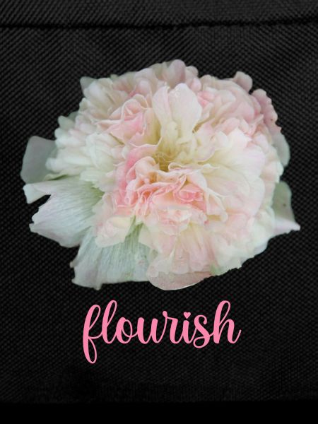 flourish Stockrose