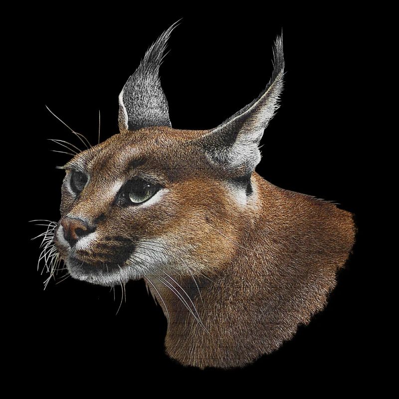 Caracal head, desert lynx, big cat