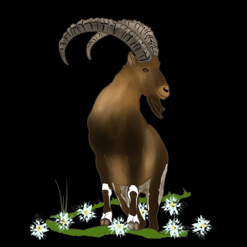 Ibex, mountains, alps