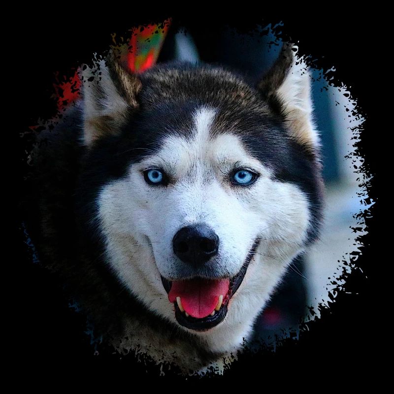 Husky