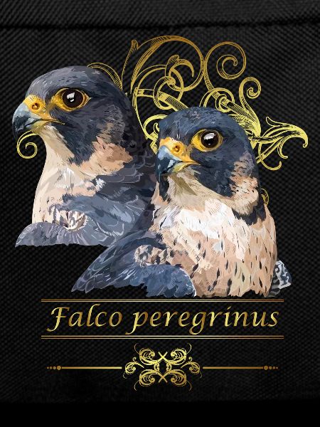 Peregrine falcon