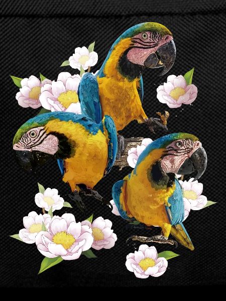 The blue and yellow macaw