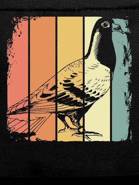 Brieftaube Vogel