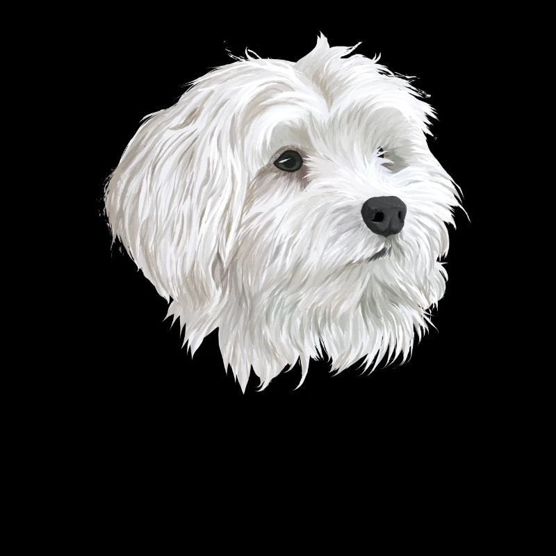 Maltese Dog