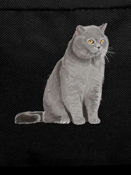 British Shorthair Cat
