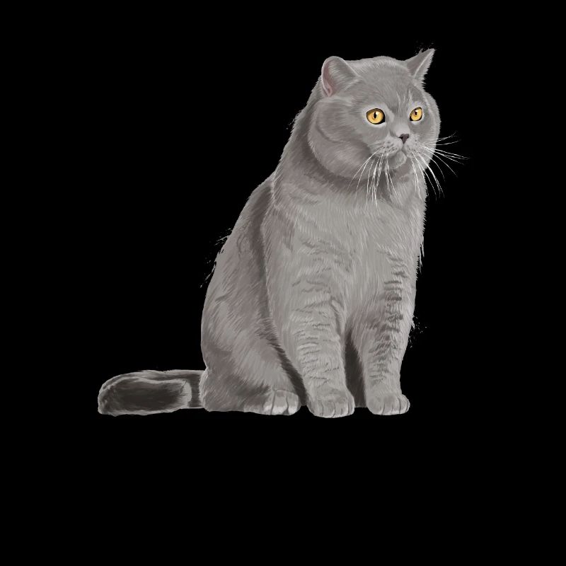 Britisch Kurzhaar Katze