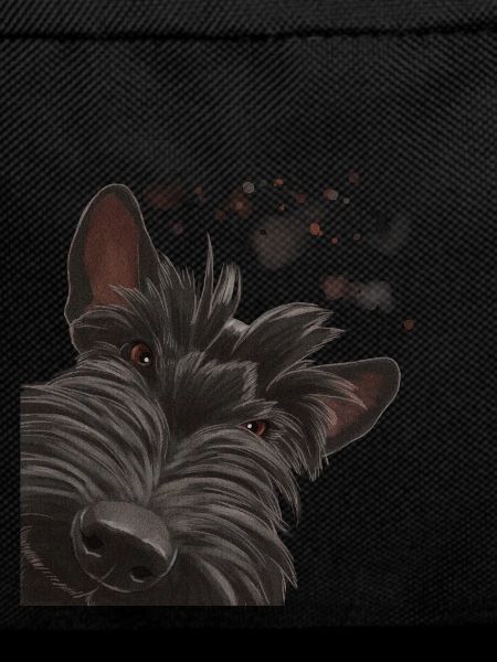 Curious Scottish Terrier Dog