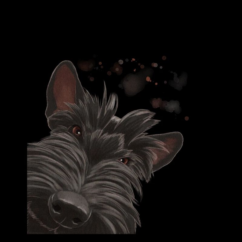 Curieux Scottish Terrier chien