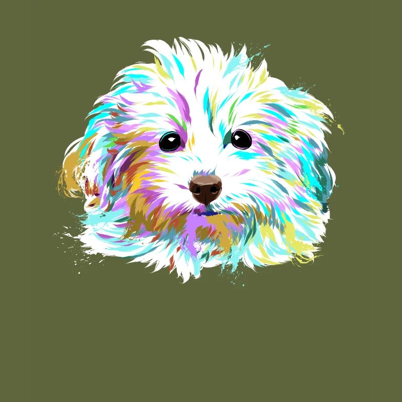 Splash Maltipoo Hund