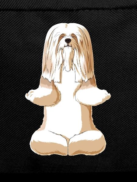 Meditating Lhasa Apso Dog