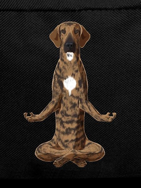Meditating Plott Hound Dog