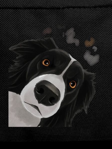 Curious Border Collie Dog